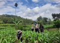 Polsek Pakem Laksanakan Sambang ke Lahan Pertanian Jagung, Dukung Program Ketahanan Pangan Pemerintah